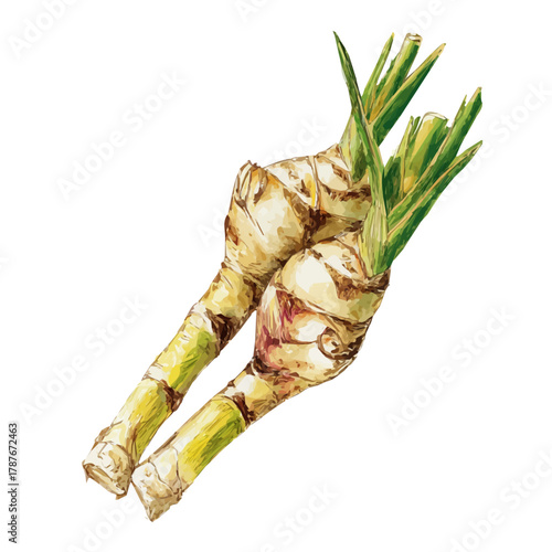 A galangal root and stalk illustration, My Simple flat 2D icon isolated on a white background, flat design, vector, flat design, animation design, flat 2D icon, minimalist design. EPS format