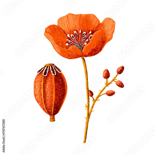 A vibrant poppy seed pod and flower, My Simple flat 2D icon isolated on a white background, flat design, EPS format, vector, flat design, animation design, flat 2D icon, minimalist design. 