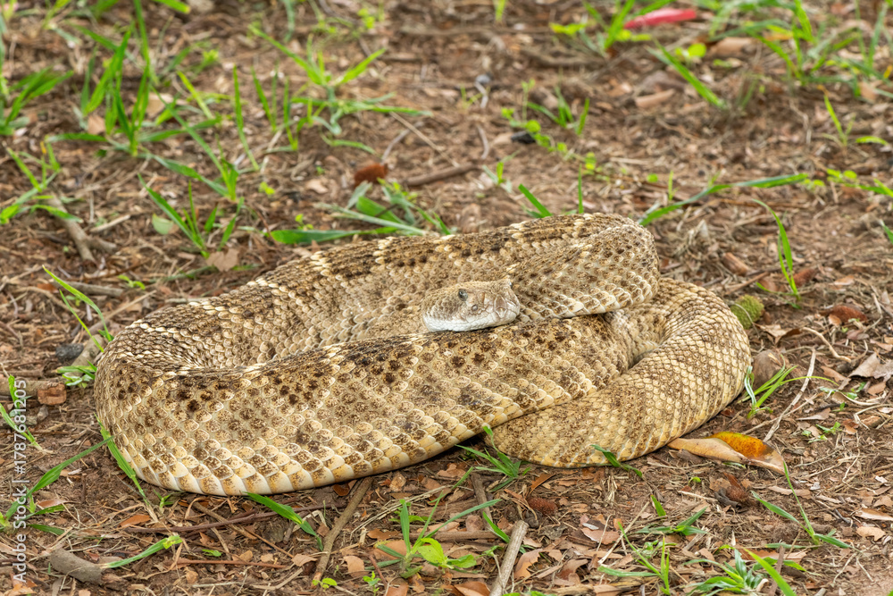 Obraz premium A beautiful western diamondback rattlesnake (Crotalus atrox), also known as a Texas diamond-back rattlesnake, adobe snake, and buzz tail. A highly venomous snake native to North America