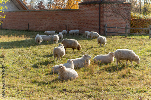 Konstfotografi A flock spreads across a meadow beside a brick wall