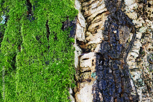 Cork Tree