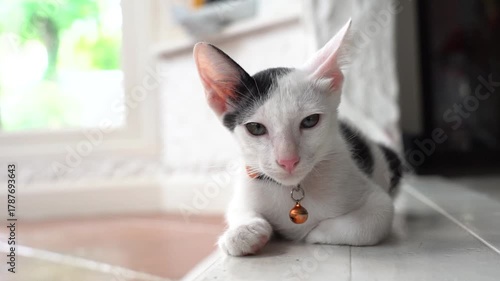 Pet cats and lovely cats