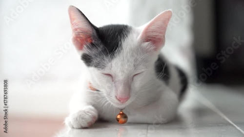 Pet cats and lovely cats