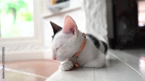 Pet cats and lovely cats