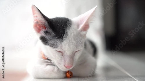 Pet cats and lovely cats