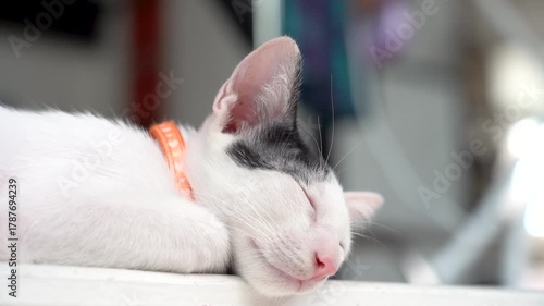 Pet cats and lovely cats