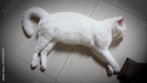 Pet cats and lovely cats
