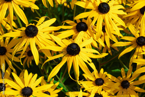 Gorgeous rudbeckia in the bright summer sun. concept of garden.