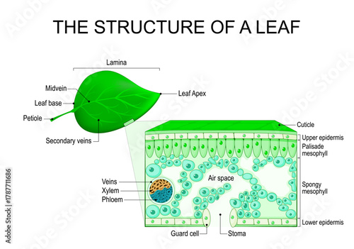 Leaf structure and anatomy. Cross section of leaf.