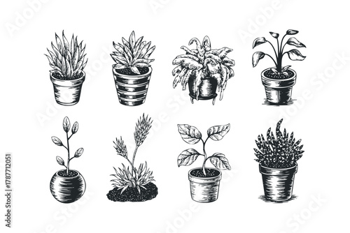 Collection of eight potted plants in various styles