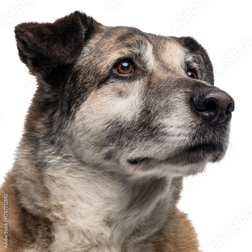 Senior mixed breed dog headshot on a transparent background