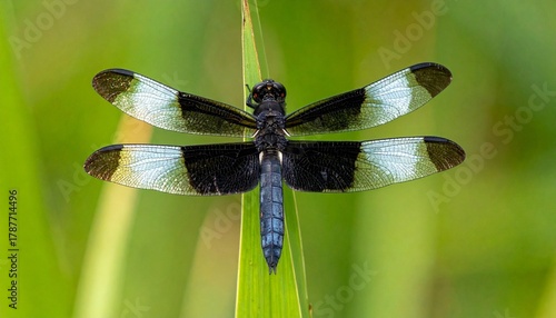 Wallpaper Mural Dragonfly with black-and-white patterned wings and bluish body perched on a green blade of grass, set against a blurred green vegetation background. A detailed and symmetrical nature composition ideal Torontodigital.ca