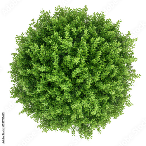 Lush green foliage forming a dense spherical shape. representing a healthy shrub. set against a plain white background. ideal for use in nature-themed design projects or landscaping illustrations