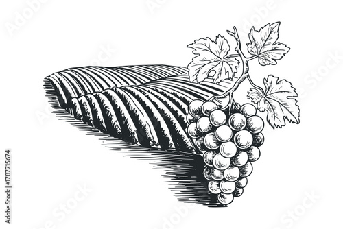 Vineyard Rows with Fresh Grapes and Leaves