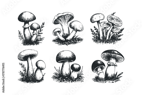 Six detailed ink sketches of various mushrooms growing in grass