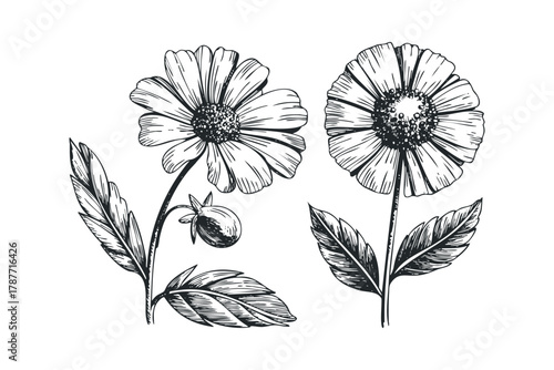 Two detailed line drawings of daisy flowers with stems and leaves