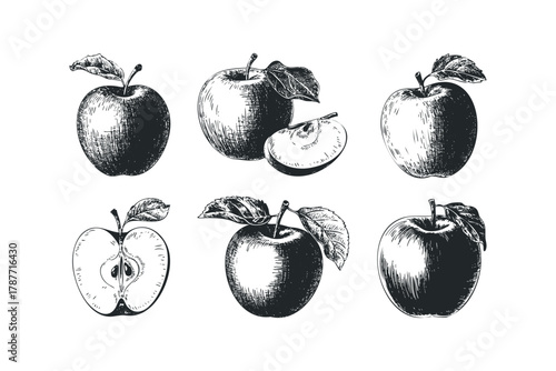 Collection of Vintage Style Apple Illustrations