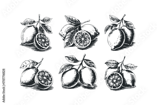 Hand-drawn lemon clusters with leaves and slices