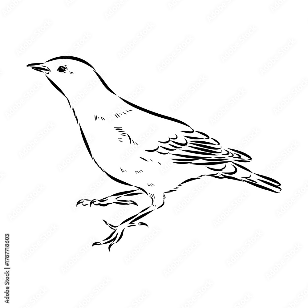 Obraz premium alpine accentor, bird, vector sketch
