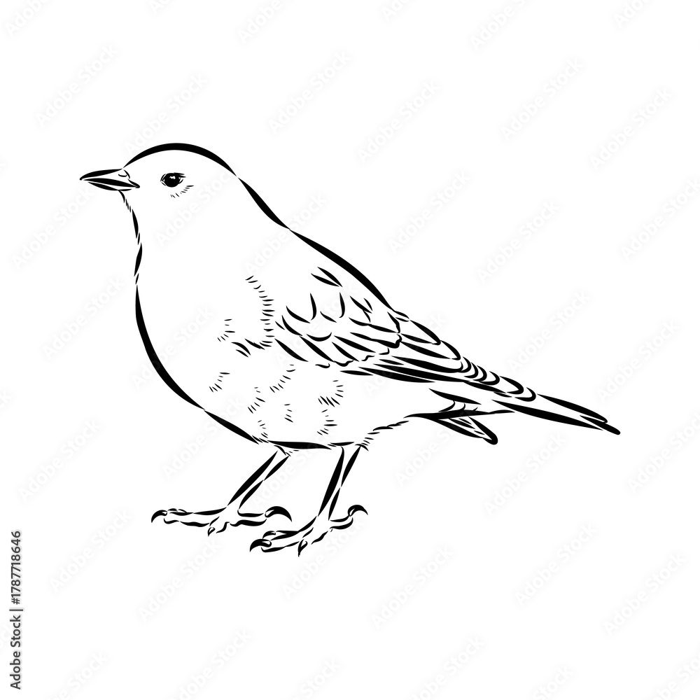 Obraz premium alpine accentor, bird, vector sketch