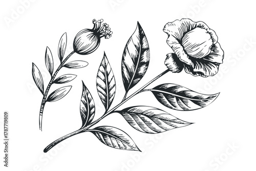 Botanical sketch of a flower and seed pod