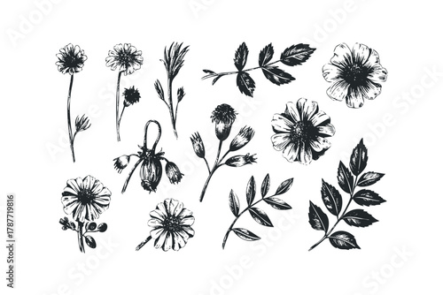 Black Ink Floral and Leaf Botanical Study