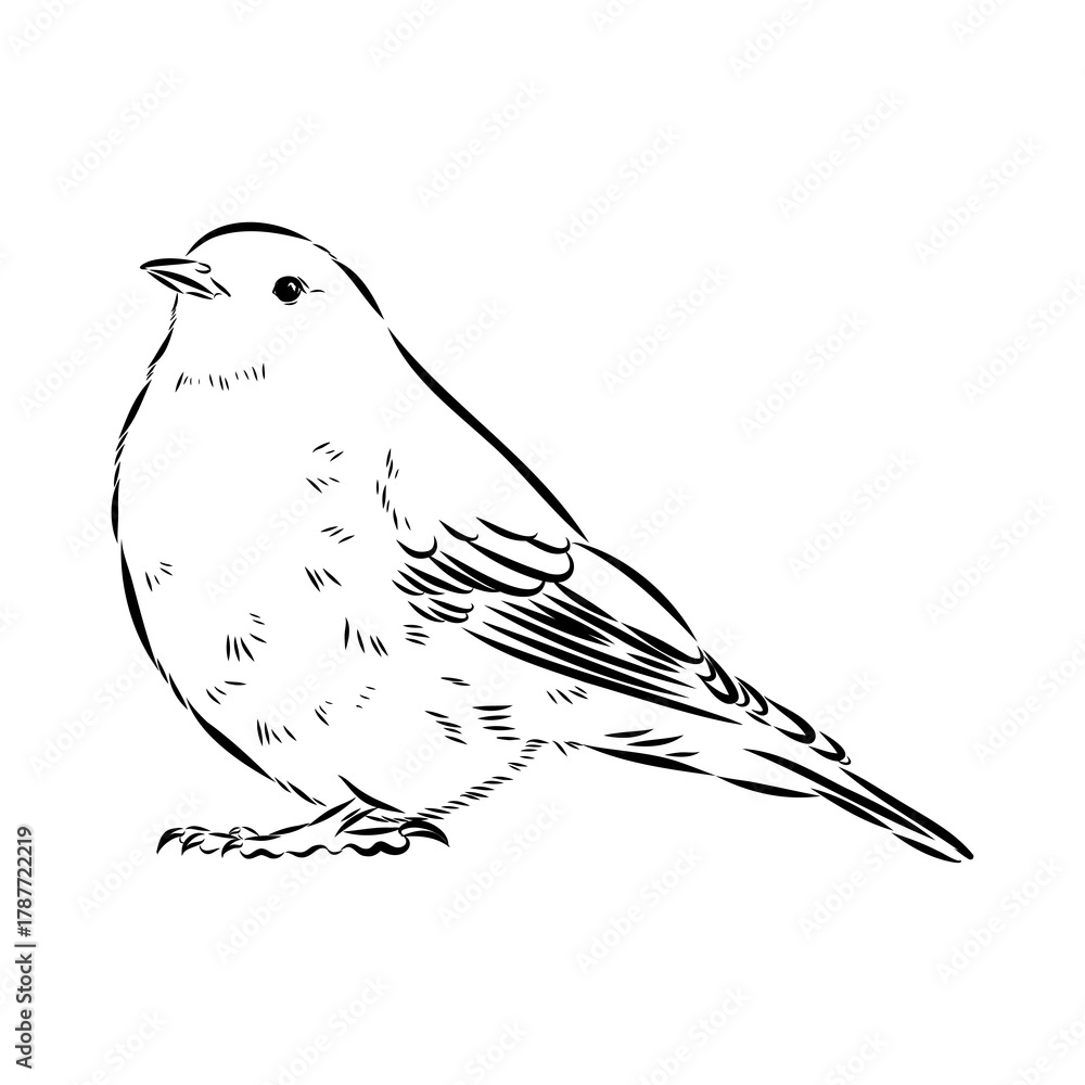 Obraz premium alpine accentor, bird, vector sketch