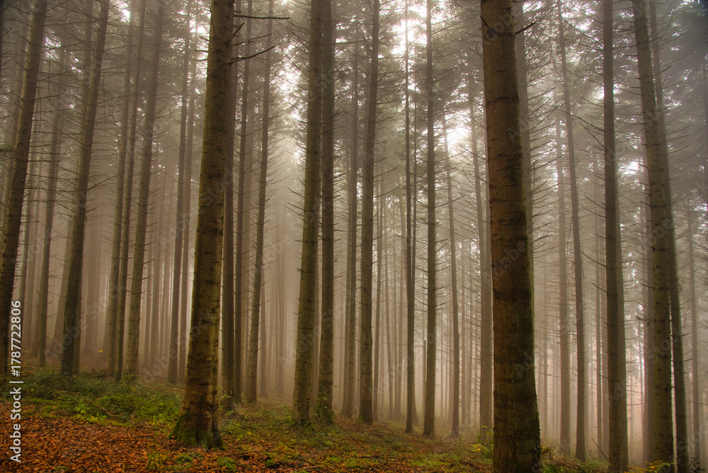 Fototapeta premium Mystischer schwarzwald