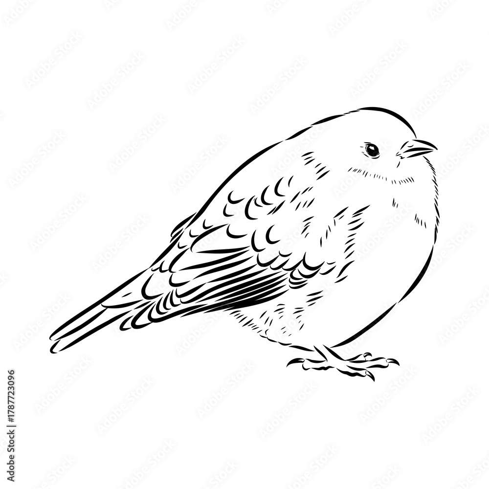 Obraz premium alpine accentor, bird, vector sketch