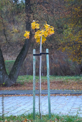 Fotografie A young maple tree with yellow autumn leaves, supported by wooden stakes