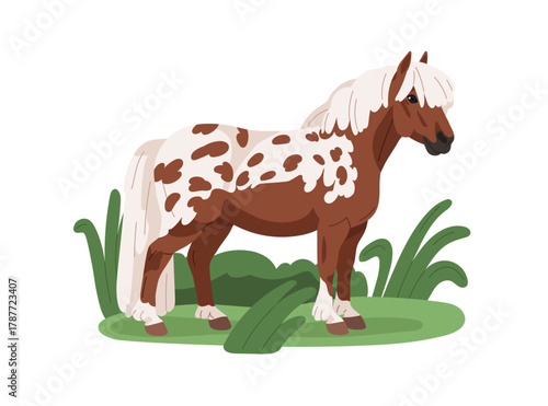 Shetland pony, small horse. Cute equine animal with spotted coat, speckled mottled pattern, standing in grass field. Thoroughbred foal with mane. Flat vector illustration isolated on white background