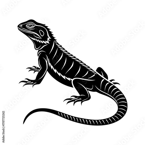 lizard on a white background
