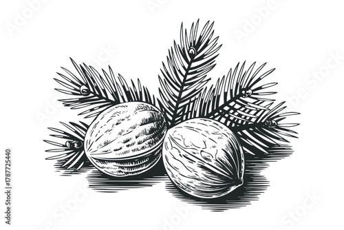Two walnuts with evergreen pine needles