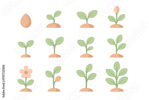Plant growth stages sequence from seed to mature flower