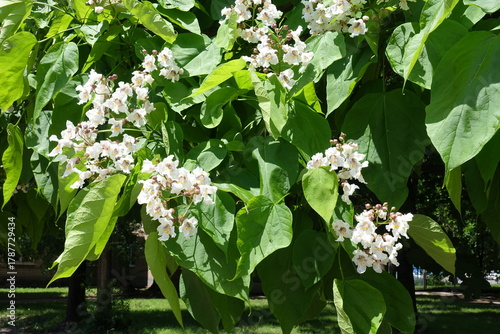Many white flowers of blossoming Catalpa bignonioides tree in mid June
