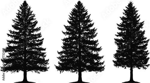 PrintPine tree silhouettes, evergreen forest illustration, black fir trees isolated on white background, nature vector art, woodland and Christmas design