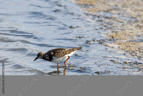 A ruddy turnstone with brown and white plumage wading in shallow water on a sandy shore.