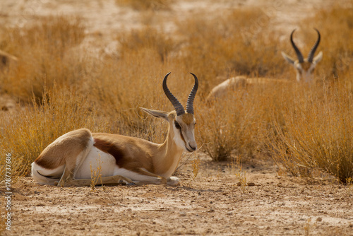 springbok resting in Kalahari desert 449  
