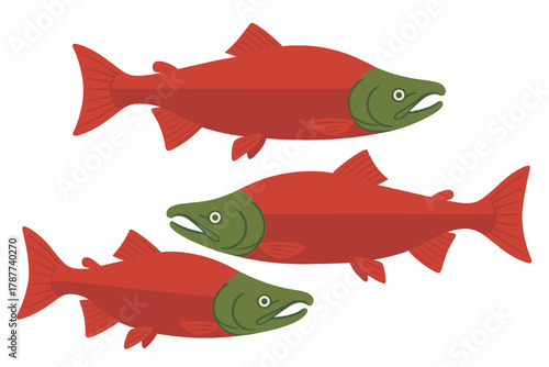 Three bright red sockeye salmon with green heads swimming in water