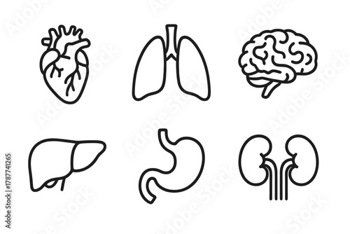 Six essential internal human organ outline icons for medical design