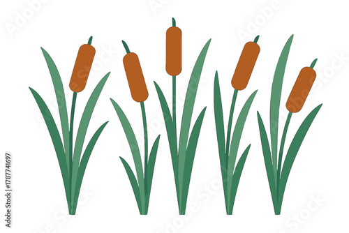 Row of cattail plants with brown flower spikes and vibrant green leaves