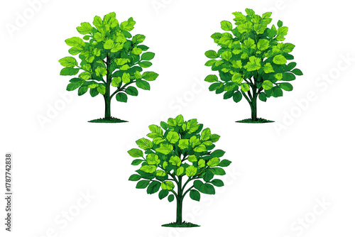 Set of three deciduous trees with bright green foliage isolated on white background