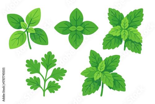 Fresh culinary herb leaves isolated on white background for cooking