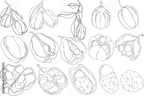 Hand drawn line Ackee, Blighia sapida or achee, medicinal plant. Vector plant Illustration on white Background for coloring pages, label, poster, print	