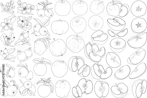 Line apples, perfect for educational or botanical designs. High quality illustration, coloring pages.	
