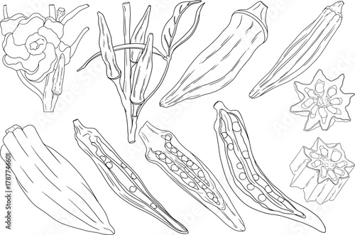 Hand drawn okra plants, Abelmoschus Esculentus. Vector coloring pages of eco healthy food.	