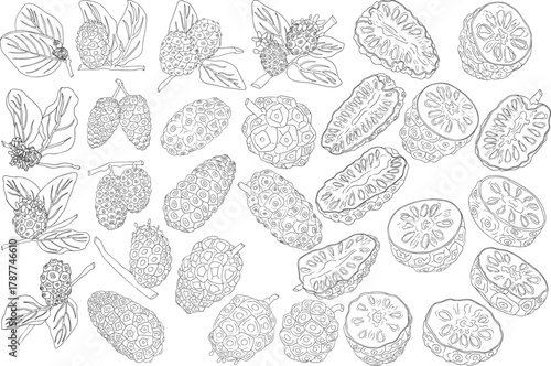 Detailed line art of noni fruits,Indian mulberry, great morinda. High quality, versatile vector illustrations.	
