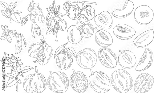 Pepino fruit, melon pear, Solanum muricatum. Vector hand drawn line illustration. Fresh pepino fruit whole, cut in half, slices.	