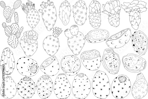 Hand drawn, line, coloring pages vector Opuntia fruit, prickly pear cactus, Indian figs, Edible cactus	