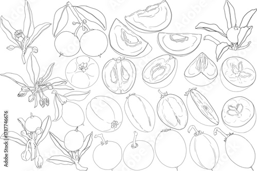 Chiku elements. Sapodilla naseberry pouteria line fruits. Vector botanical design of exotic tropical fruit	